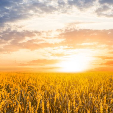 Yaz altın buğday alan gün batımında