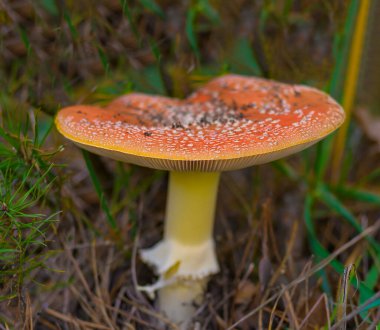 Sonbahar ormanlarında yakın plan kırmızı flüagarik mantar büyümesi