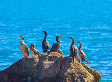 Yakından deniz kuşu kalabalığı zümrüt denizin kıyısındaki kayanın üzerinde oturuyor.