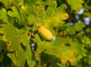 Sonbahar ormanı sahnesinde meşe palamudu ile yakın plan meşe dalı.