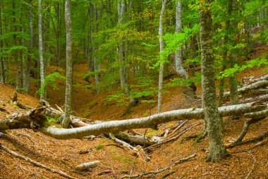 autumn beech forest  covered by red dry leaves