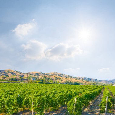 Yaz güneşli bir günde Dağ Vadisi 'nde bir üzüm bağı.