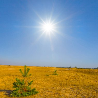 Yalnız küçük çam ağacı kumlu çölün ortasında yaz güneşli bir günde