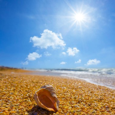 Kumlu deniz sahilinde boş deniz kabuğu Yazın güneşli bir günde