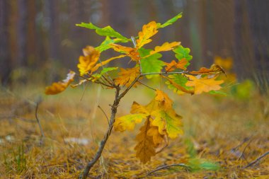 Sakin sonbahar kızıl kurak orman mevsimsel doğal manzara