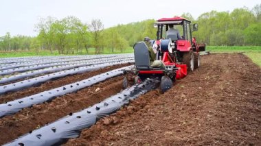 Traktör, tarlaya plastik saman yığını döşemiş. Sahada saman filimleriyle kaplı çilek sıraları. Böğürtlen ve sebze yetiştirmek için saman biçme yöntemi