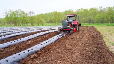 Traktör, tarlaya plastik saman yığını döşemiş. Sahada saman filimleriyle kaplı çilek sıraları. Böğürtlen ve sebze yetiştirmek için saman biçme yöntemi