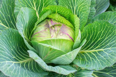 Bahçede lahana. Taze lahana yakın plan. Çiftlikten organik lahana. Sağlıklı sebzeler yetiştirmek