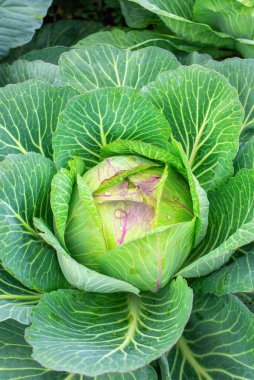 Bahçede lahana. Taze lahana yakın plan. Çiftlikten organik lahana. Sağlıklı sebzeler yetiştirmek
