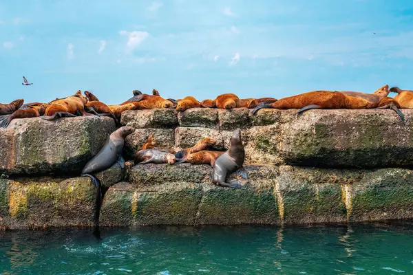 The rookery of Steller sea lions. Group of northern sea lions resting on the breakwater in the sea. Nevelsk city, Sakhalin Island