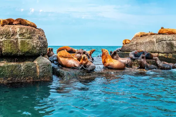 Steller deniz aslanlarının yuvası. Bir grup kuzey deniz aslanı denizdeki dalgakıranların üzerinde dinleniyor. Nevelsk şehri, Sakhalin Adası