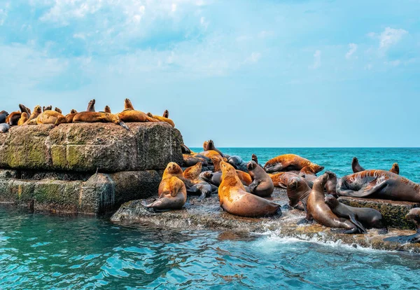 The rookery of Steller sea lions. Group of northern sea lions resting on the breakwater in the sea. Nevelsk city, Sakhalin Island