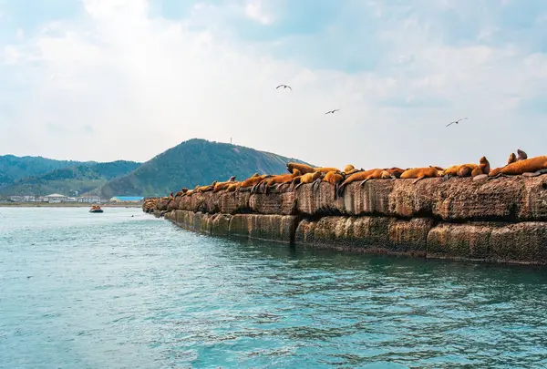 Steller deniz aslanlarının yuvası. Bir grup kuzey deniz aslanı denizdeki dalgakıranların üzerinde dinleniyor. Nevelsk şehri, Sakhalin Adası