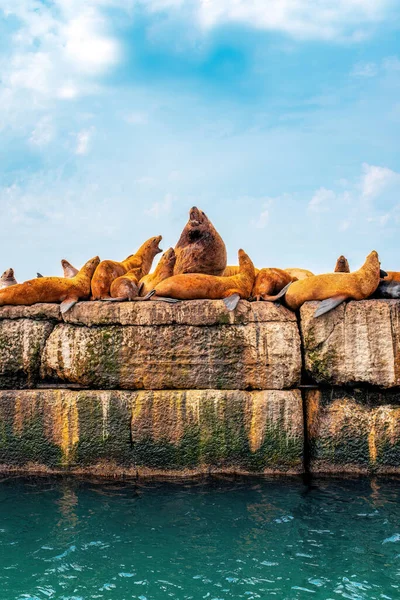 Steller deniz aslanlarının yuvası. Bir grup kuzey deniz aslanı denizdeki dalgakıranların üzerinde dinleniyor. Nevelsk şehri, Sakhalin Adası