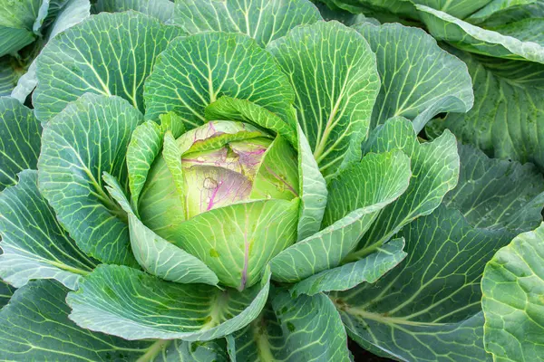 Bahçede lahana. Taze lahana yakın plan. Çiftlikten organik lahana. Sağlıklı sebzeler yetiştirmek