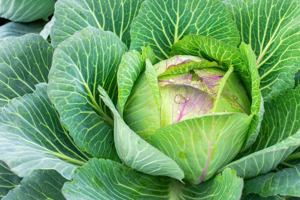Bahçede lahana. Taze lahana yakın plan. Çiftlikten organik lahana. Sağlıklı sebzeler yetiştirmek