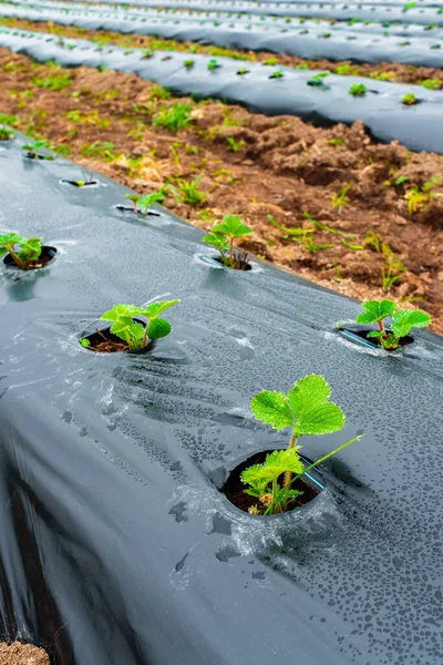 Tarımsal organik tarımda plastik gübre filmiyle kaplı yerde sıralanmış çilekler. Böğürtlen ve sebze yetiştirmek için saman biçme yöntemi