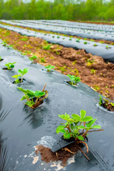 Rows of strawberry on ground covered by plastic mulch film in agriculture organic farming. Cultivation of berries and vegetables using mulching method