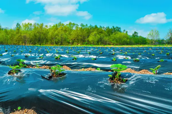 Tarımsal Organik Tarımda Plastik Gübre Filmiyle Kaplı Yerde Sıralanmış Çilekler Stok Fotoğraf