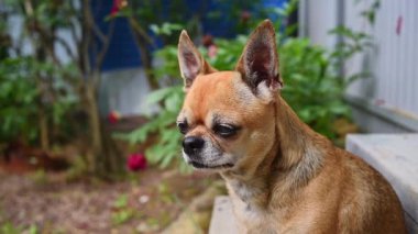 Chihuahua köpeğinin portresi. Köpek sokakta oturuyor. Evcil hayvan yorgun, sıkılmış ya da depresyonda.
