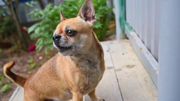 Chihuahua Hund Skäller Gatan Porträtt Nyfikna Unga Husdjur Nära Håll — Stockvideo