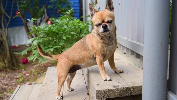 Verandadaki Şirin Chihuahua Köpeği Meraklı Genç Evcil Hayvan Portresi — Stok video