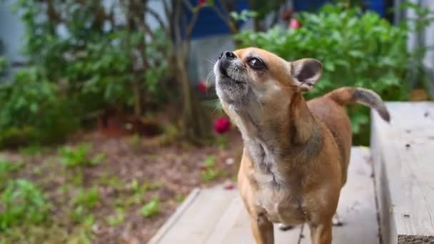 Cane Chihuahua Che Abbaia Strada Ritratto Giovane Animale Domestico Curioso — Video Stock