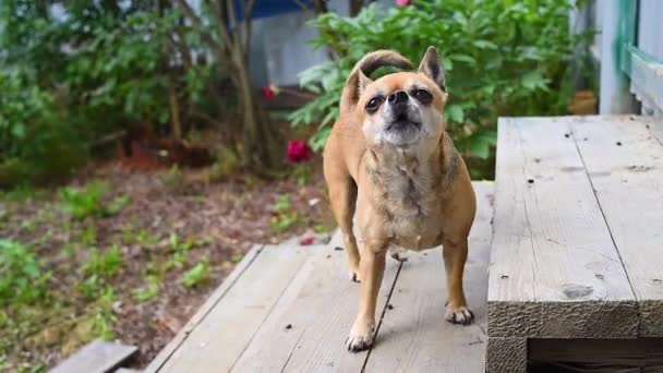 Chihuahua Szczeka Ulicy Portret Ciekawskiego Zwierzaka Bliska Zabawny Aktywny Pies — Wideo stockowe