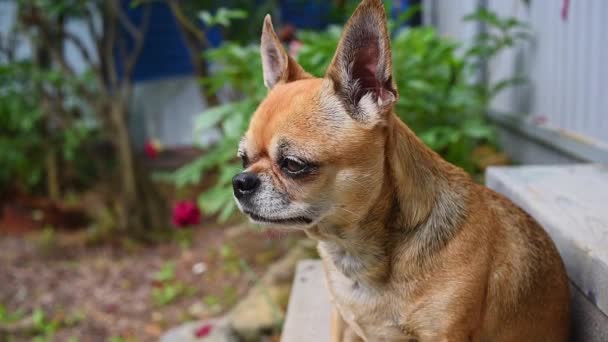 Portrait Chihuahua Chien Près Chien Assis Dans Rue Animaux Sentant — Video