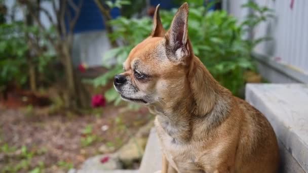 チワワの犬の肖像画が閉じられました 路上で座っている犬 疲れたり 退屈したり 落ち込んだりするペット — ストック動画