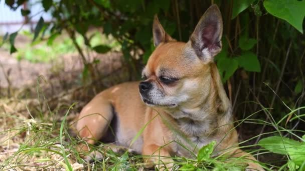 Маленькая Милая Чихуахуа Собака Лежит Траве Животное Чувствует Усталость Скуку — стоковое видео