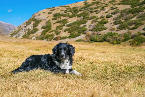 Portrait Beautiful Black White Dog Lying Grass Looking Camera Mountains — Zdjęcie stockowe