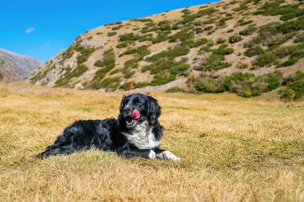 Cute Black White Dog Red Tongue Lying Grass Mountains Stabyhoun — 图库照片