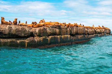 The rookery of Steller sea lions. A group of northern sea lions on a breakwater in the sea near Nevelsk City, Sakhalin Island clipart