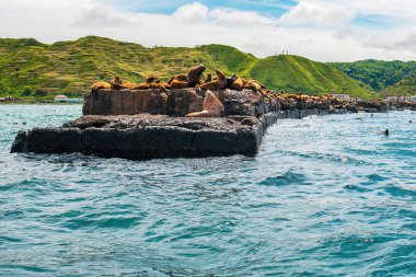 The rookery of Steller sea lions. A group of northern sea lions on a breakwater in the sea near Nevelsk City, Sakhalin Island clipart