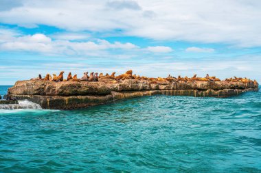 The rookery of Steller sea lions. A group of northern sea lions on a breakwater in the sea near Nevelsk City, Sakhalin Island clipart