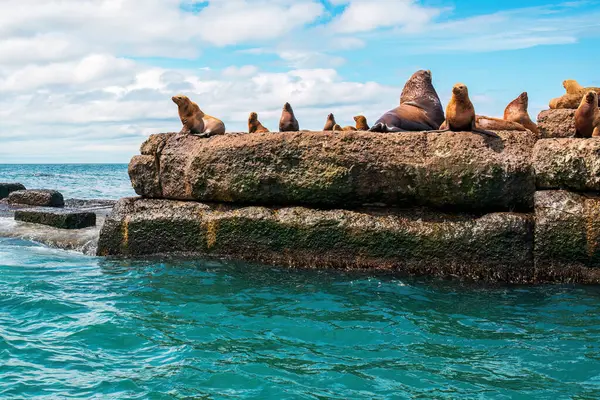 Steller deniz aslanlarının yuvası. Bir grup kuzey deniz aslanı Nevelsk City, Sakhalin Adası yakınlarındaki bir dalgakıranda.