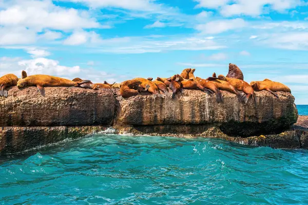 Steller deniz aslanlarının yuvası. Bir grup kuzey deniz aslanı Nevelsk City, Sakhalin Adası yakınlarındaki bir dalgakıranda.