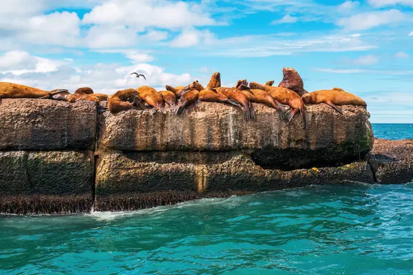 Steller deniz aslanlarının yuvası. Bir grup kuzey deniz aslanı Nevelsk City, Sakhalin Adası yakınlarındaki bir dalgakıranda.