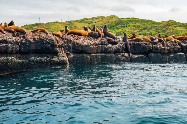 Steller deniz aslanlarının yuvası. Bir grup kuzey deniz aslanı Nevelsk City, Sakhalin Adası yakınlarındaki bir dalgakıranda.