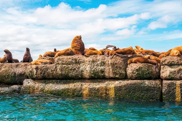 Steller deniz aslanlarının yuvası. Bir grup kuzey deniz aslanı Nevelsk City, Sakhalin Adası yakınlarındaki bir dalgakıranda.