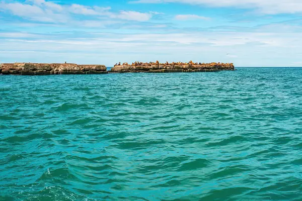 Steller deniz aslanlarının yuvası. Bir grup kuzey deniz aslanı Nevelsk City, Sakhalin Adası yakınlarındaki bir dalgakıranda.