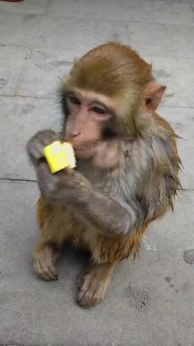 Bir bebek Guangxi makağı Nanwan Maymun Adası 'nda muz yiyor. Lingshui Şehri, Hainan Adası, Çin