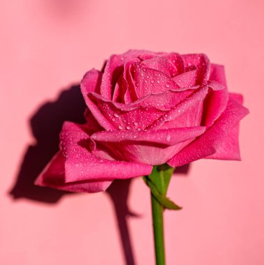 Su damlaları ve güneş ışığı ile pembe gül