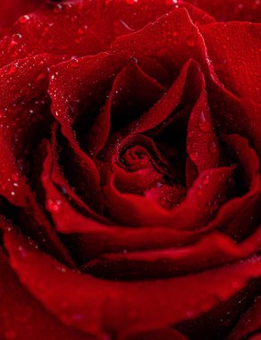 Su damlacıkları ile kırmızı gül