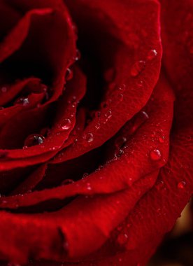 Su damlacıkları ile kırmızı gül