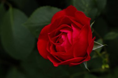 Su damlacıkları ile kırmızı gül