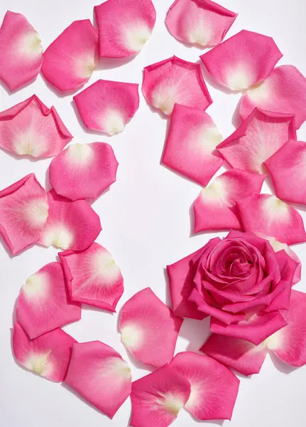 Рожевий Квітковий Бутон Пелюстками Білому — стокове фото
