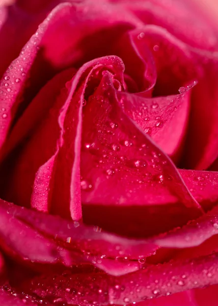 Su damlaları ve güneş ışığı ile pembe gül