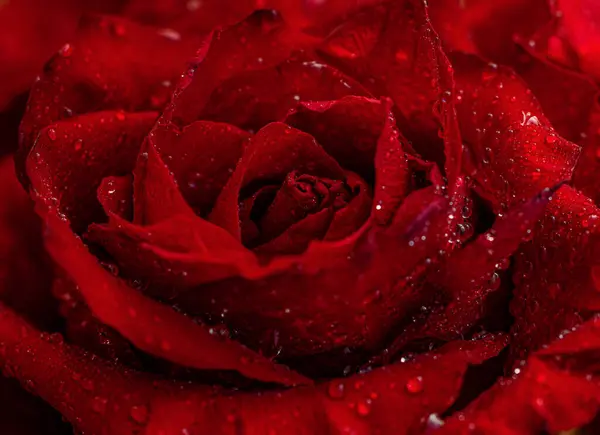 Su damlacıkları ile kırmızı gül